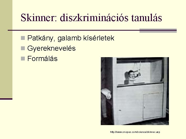 Skinner: diszkriminációs tanulás n Patkány, galamb kísérletek n Gyereknevelés n Formálás http: //www. snopes.