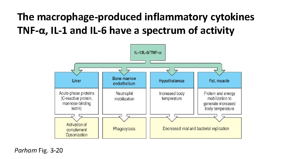 The macrophage-produced inflammatory cytokines TNF-α, IL-1 and IL-6 have a spectrum of activity Parham