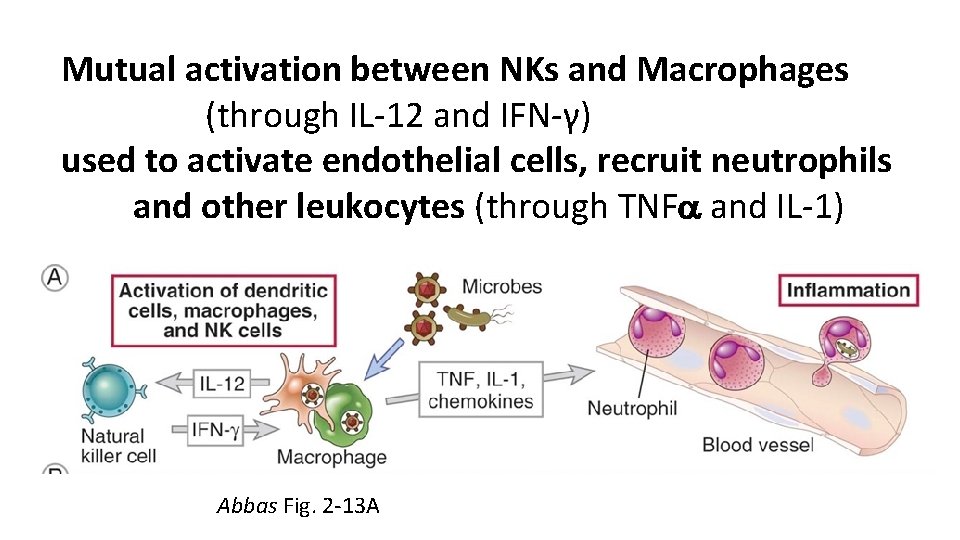 Mutual activation between NKs and Macrophages (through IL-12 and IFN-γ) used to activate endothelial