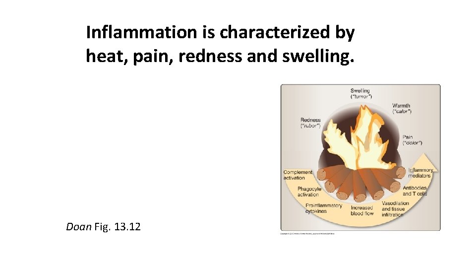 Inflammation is characterized by heat, pain, redness and swelling. Doan Fig. 13. 12 