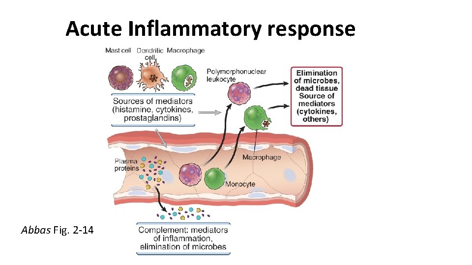 Acute Inflammatory response Abbas Fig. 2 -14 