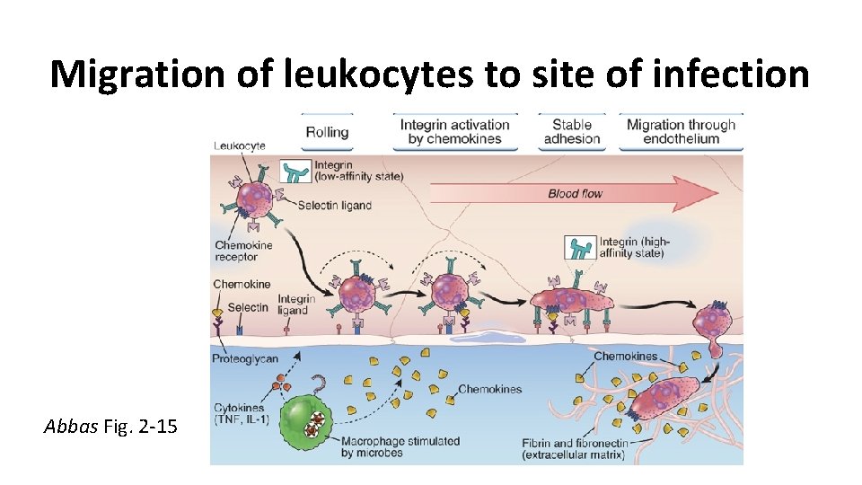 Migration of leukocytes to site of infection Abbas Fig. 2 -15 