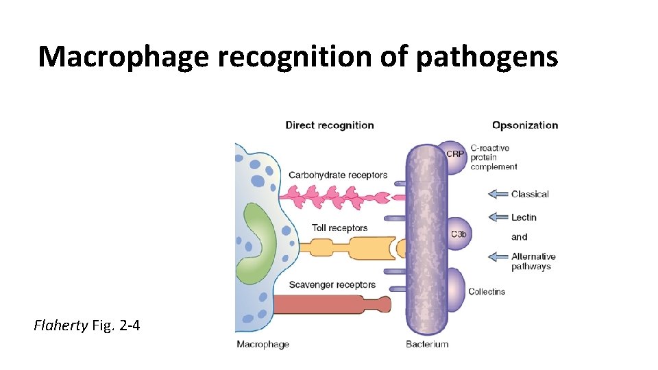 Macrophage recognition of pathogens Flaherty Fig. 2 -4 