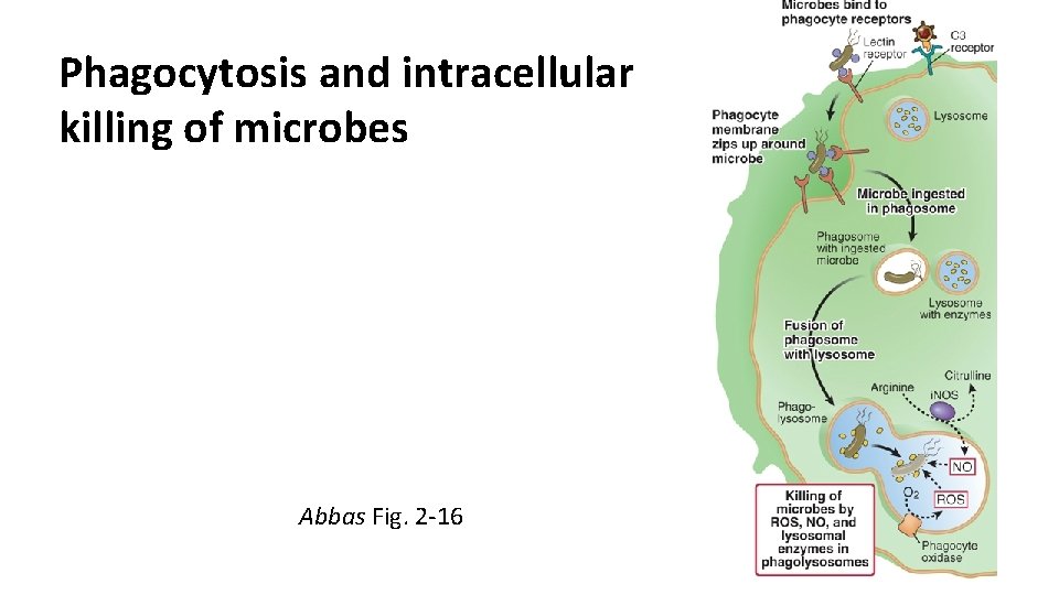 Phagocytosis and intracellular killing of microbes Abbas Fig. 2 -16 