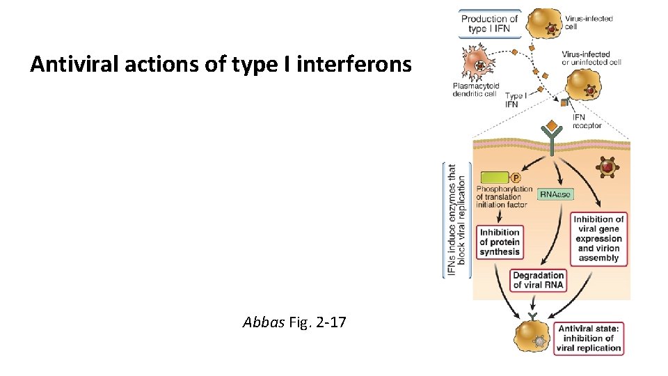 Antiviral actions of type I interferons Abbas Fig. 2 -17 