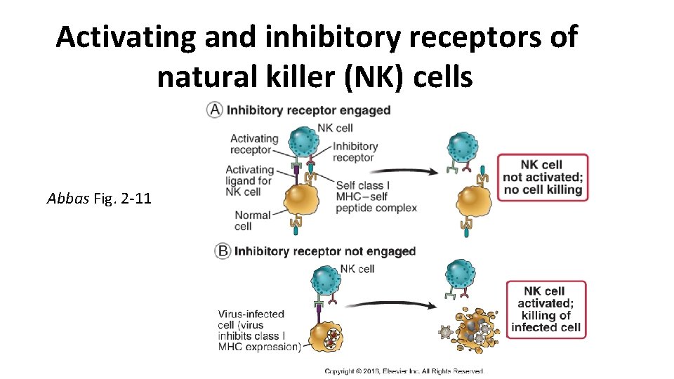 Activating and inhibitory receptors of natural killer (NK) cells Abbas Fig. 2 -11 