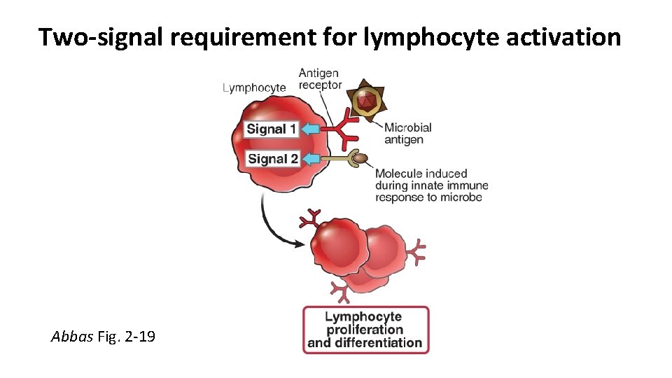 Two-signal requirement for lymphocyte activation Abbas Fig. 2 -19 