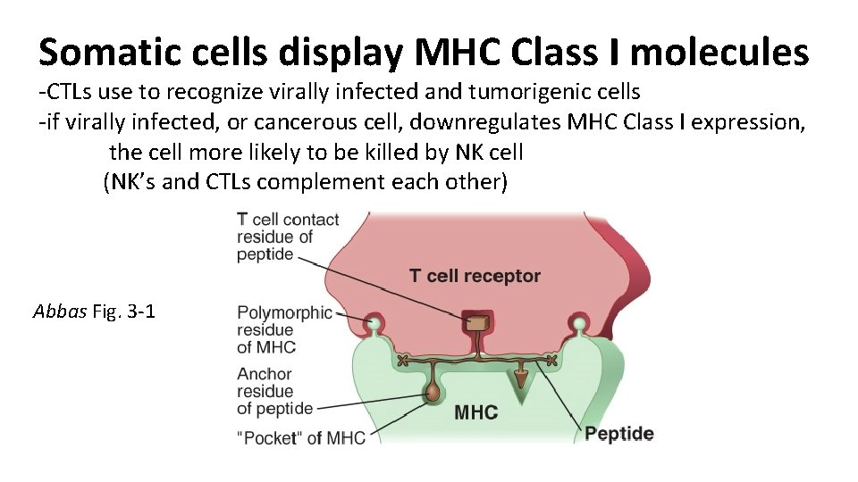 Somatic cells display MHC Class I molecules -CTLs use to recognize virally infected and