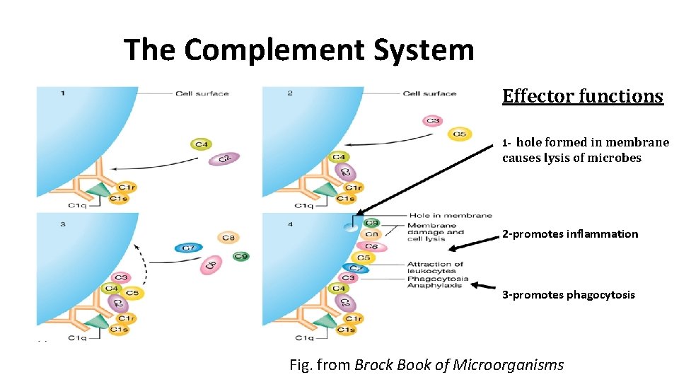 The Complement System Effector functions 1 - hole formed in membrane causes lysis of