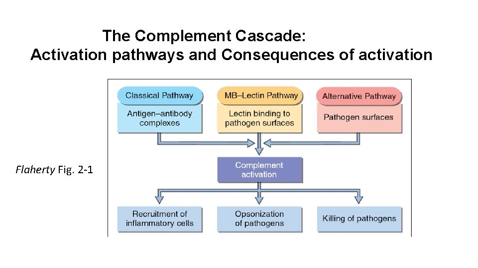 The Complement Cascade: Activation pathways and Consequences of activation Flaherty Fig. 2 -1 