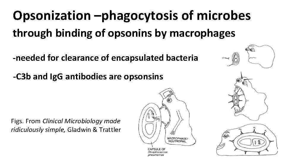 Opsonization –phagocytosis of microbes through binding of opsonins by macrophages -needed for clearance of