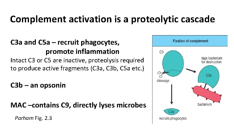 Complement activation is a proteolytic cascade C 3 a and C 5 a –