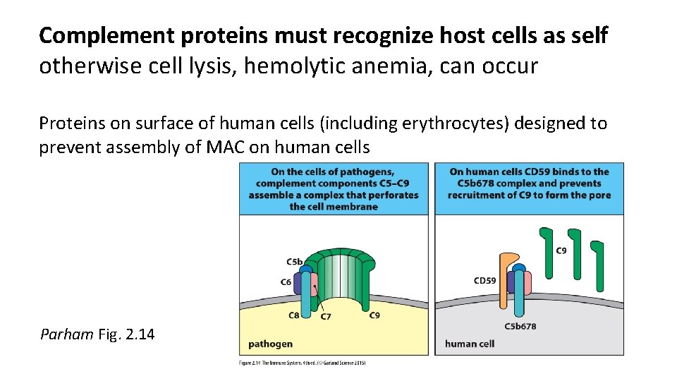 Complement proteins must recognize host cells as self otherwise cell lysis, hemolytic anemia, can