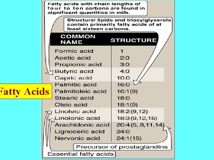 Fatty Acids 