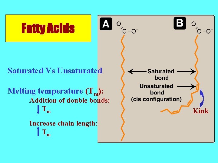Fatty Acids Saturated Vs Unsaturated Melting temperature (Tm): Addition of double bonds: Tm Increase