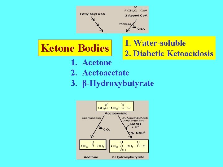 Ketone Bodies 1. Water-soluble 2. Diabetic Ketoacidosis 1. Acetone 2. Acetoacetate 3. β-Hydroxybutyrate 