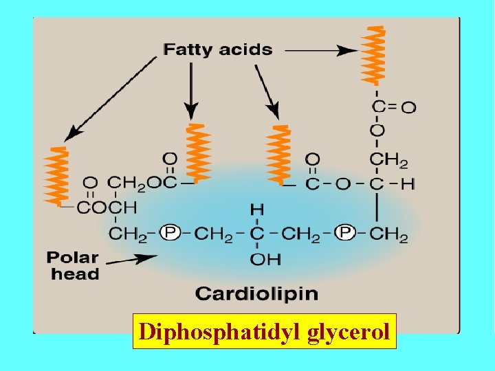 Diphosphatidyl glycerol 