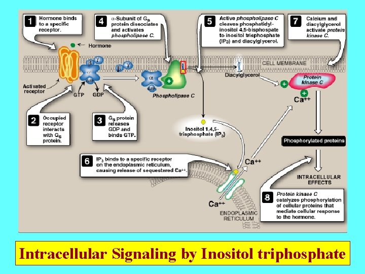 Intracellular Signaling by Inositol triphosphate 
