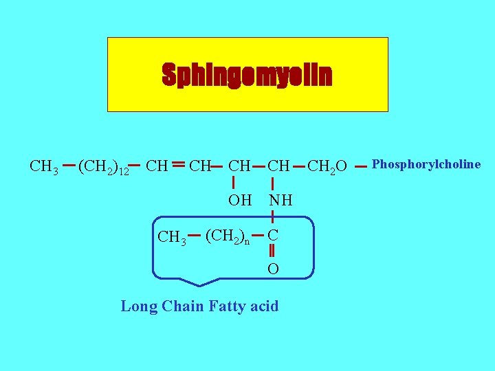 Sphingomyelin CH 3 (CH 2)12 CH CH 3 CH CH CH OH NH (CH