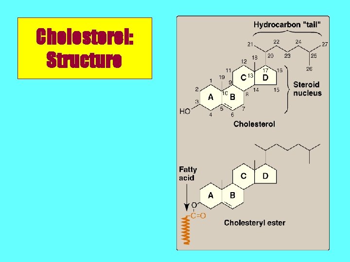 Cholesterol: Structure 