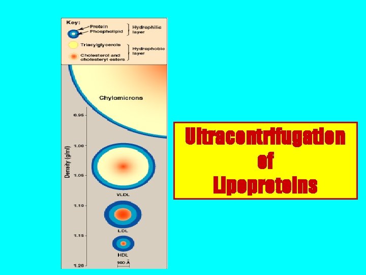 Ultracentrifugation of Lipoproteins 