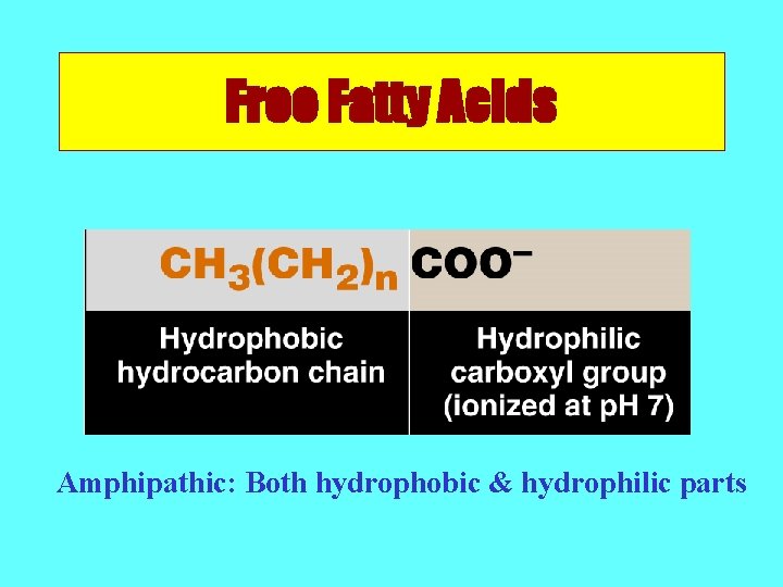 Free Fatty Acids Amphipathic: Both hydrophobic & hydrophilic parts 
