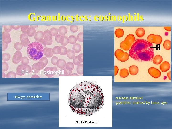 Granulocytes: eosinophils allergy, parasitism nucleus: bilobed granules: stained by basic dye 