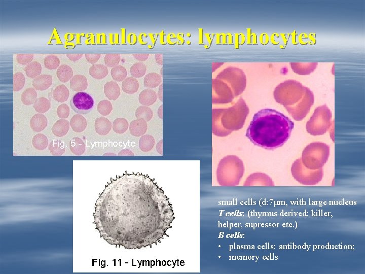 Agranulocytes: lymphocytes small cells (d: 7μm, with large nucleus T cells: (thymus derived: killer,