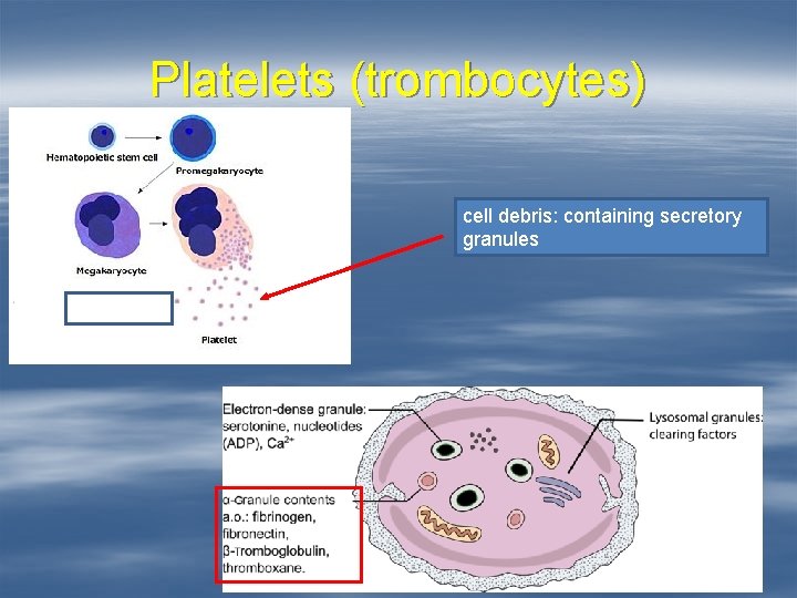 Platelets (trombocytes) cell debris: containing secretory granules 
