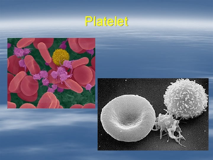 Platelet 