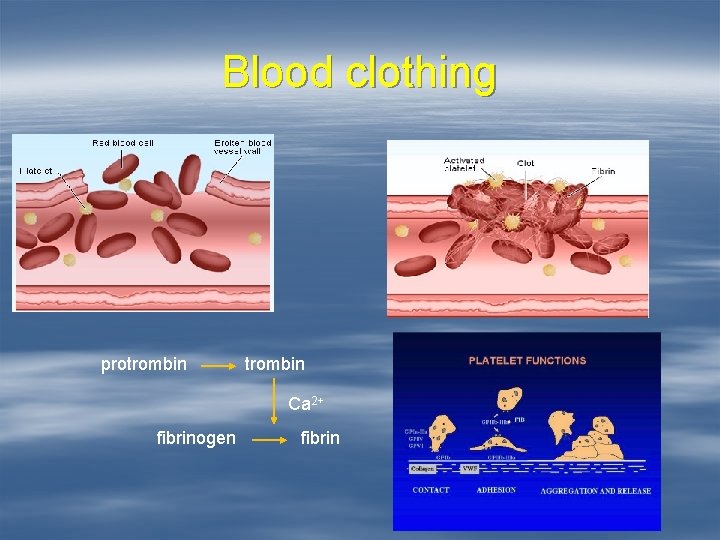 Blood clothing protrombin Ca 2+ fibrinogen fibrin 