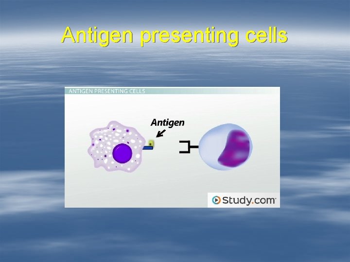 Antigen presenting cells 