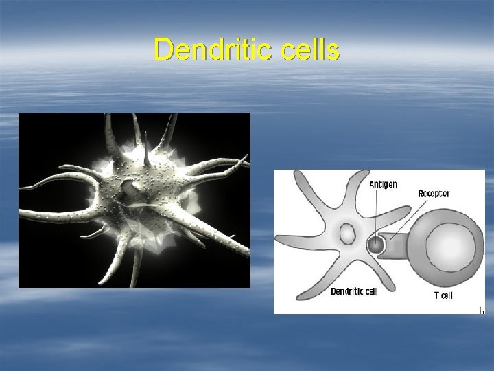 Dendritic cells 