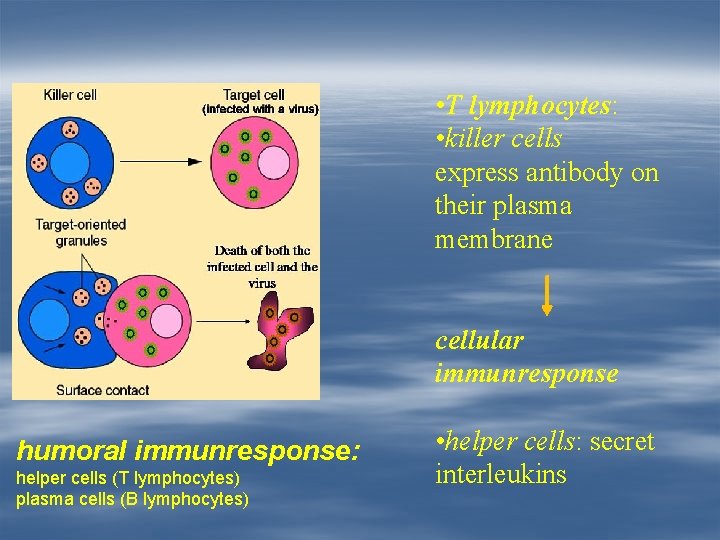  • T lymphocytes: • killer cells express antibody on their plasma membrane cellular