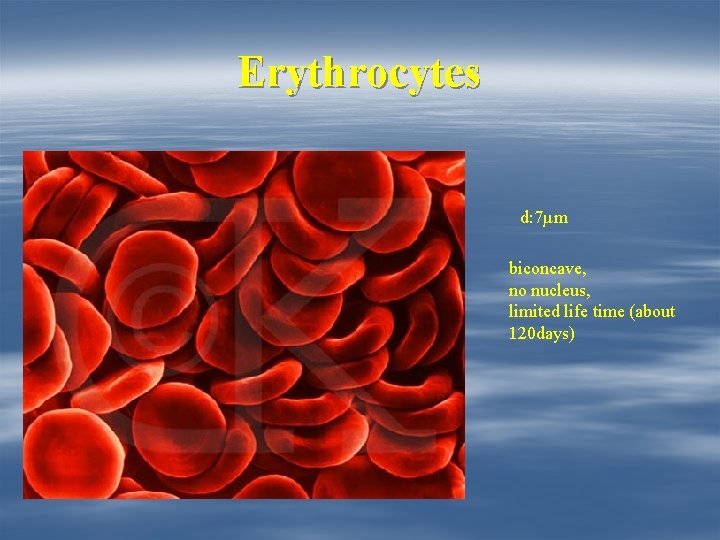 Erythrocytes d: 7µm biconcave, no nucleus, limited life time (about 120 days) 