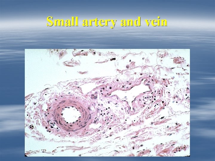 Small artery and vein 