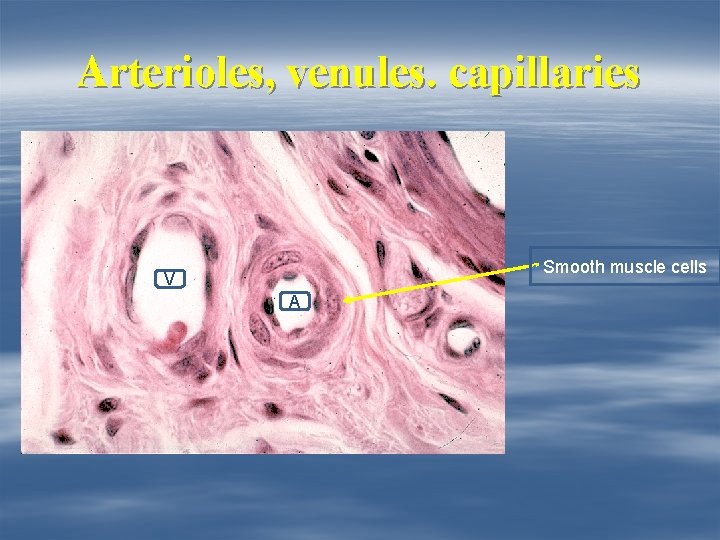 Arterioles, venules. capillaries Smooth muscle cells V A 