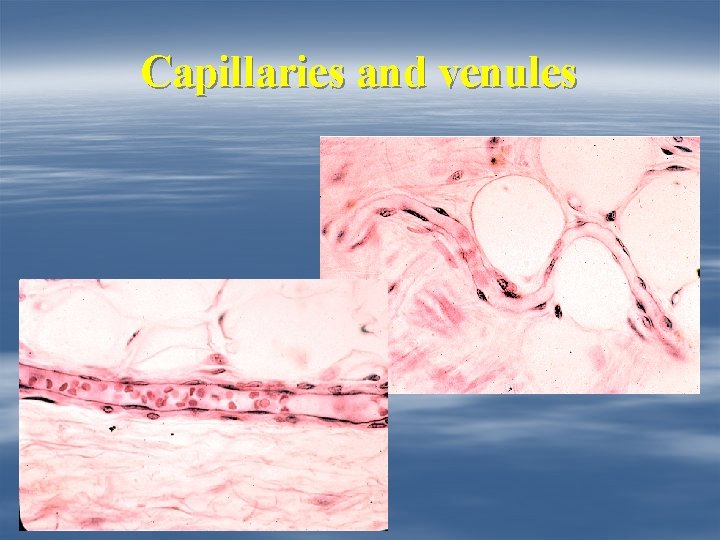 Capillaries and venules 