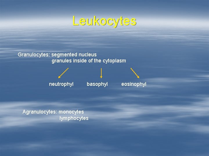 Leukocytes Granulocytes: segmented nucleus granules inside of the cytoplasm neutrophyl basophyl Agranulocytes: monocytes lymphocytes