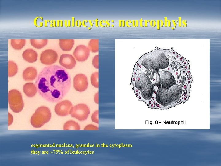 Granulocytes: neutrophyls segmented nucleus, granules in the cytoplasm they are ~75% of leukocytes 