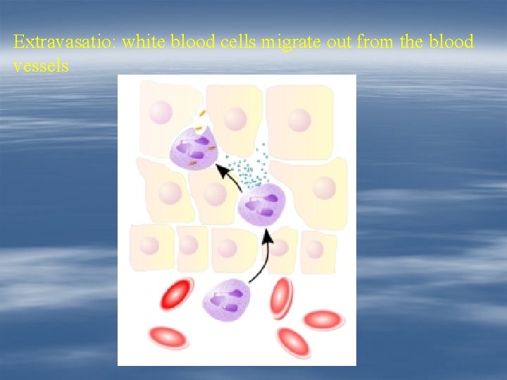 Extravasatio: white blood cells migrate out from the blood vessels 