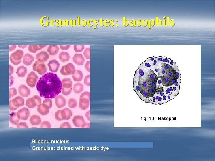 Granulocytes: basophils Bilobed nucleus Granulse: stained with basic dye 