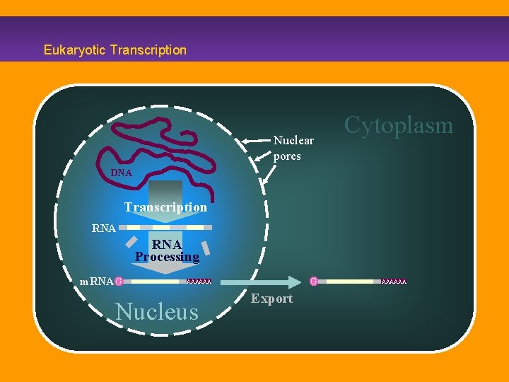 Eukaryotic Transcription Nuclear pores Cytoplasm DNA Transcription RNA Processing m. RNA G G AAAAAA