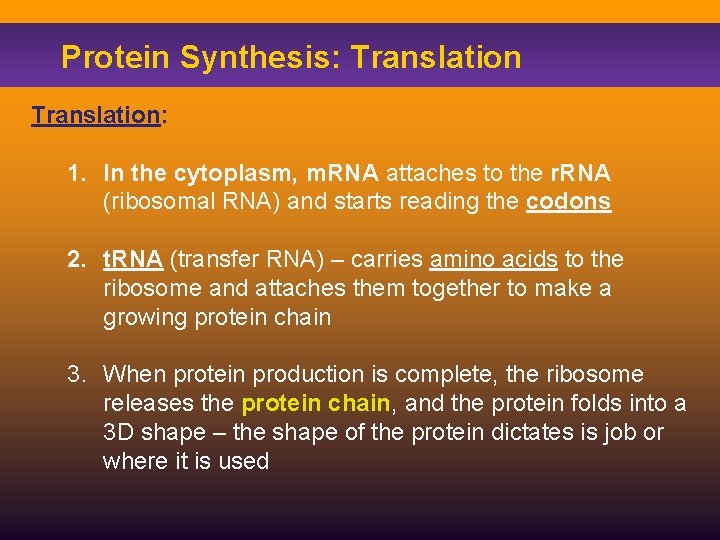 Protein Synthesis: Translation: 1. In the cytoplasm, m. RNA attaches to the r. RNA