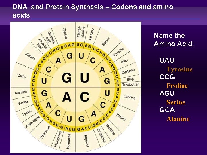 DNA and Protein Synthesis – Codons and amino acids Name the Amino Acid: UAU