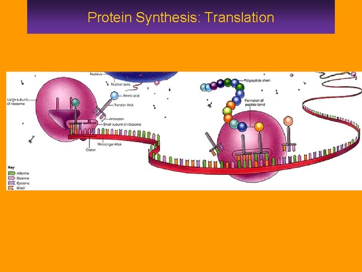 Protein Synthesis: Translation 