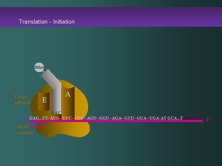 Translation - Initiation f. Met Large subunit E P A UAC 5’GAG. . .