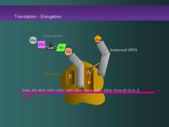 Translation - Elongation Polypeptide Arg Met Phe Leu Ser Aminoacyl t. RNA Gly Ribosome
