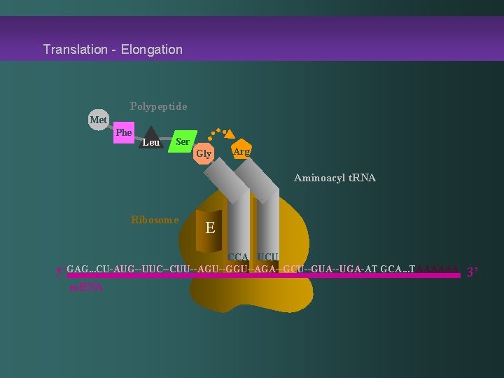 Translation - Elongation Polypeptide Met Phe Leu Ser Gly Arg Aminoacyl t. RNA Ribosome