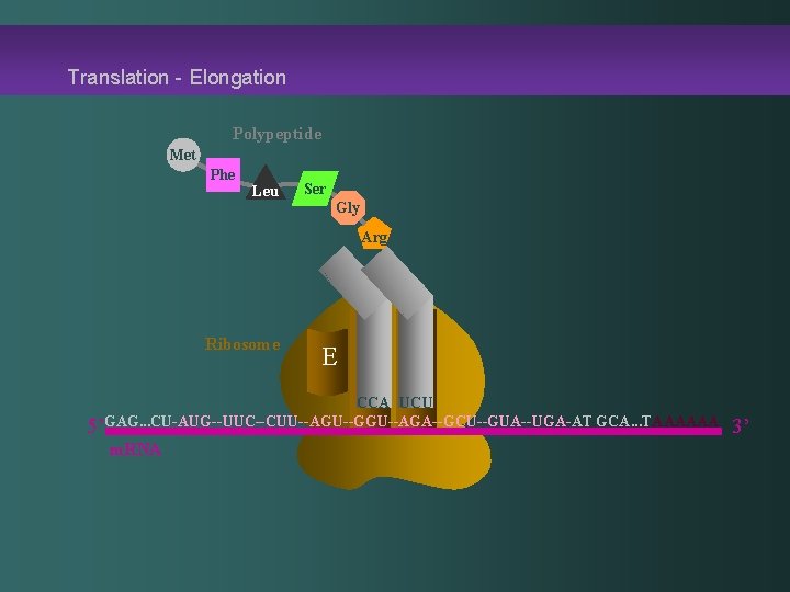 Translation - Elongation Polypeptide Met Phe Leu Ser Gly Arg Ribosome E P A